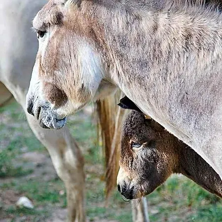 Ξενοδοχείο Quinta Da Alcaidaria Mor 3*