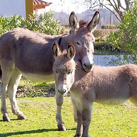 Ξενοδοχείο Quinta Da Alcaidaria Mor 3*